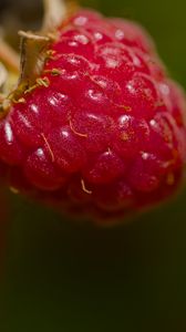 Preview wallpaper raspberry, berry, macro, red, blur