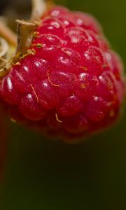 Preview wallpaper raspberry, berry, macro, red, blur