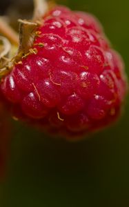 Preview wallpaper raspberry, berry, macro, red, blur