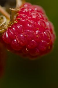 Preview wallpaper raspberry, berry, macro, red, blur
