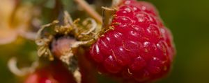 Preview wallpaper raspberry, berry, macro, red, blur