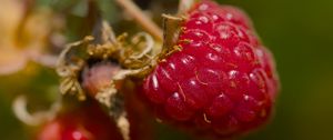 Preview wallpaper raspberry, berry, macro, red, blur
