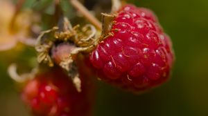 Preview wallpaper raspberry, berry, macro, red, blur
