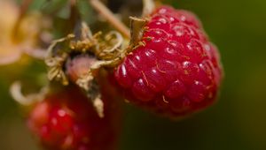 Preview wallpaper raspberry, berry, macro, red, blur
