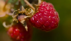 Preview wallpaper raspberry, berry, macro, red, blur