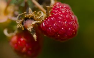 Preview wallpaper raspberry, berry, macro, red, blur