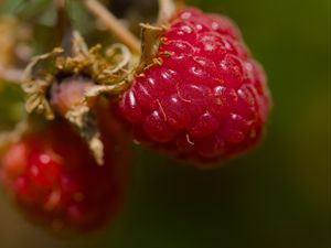 Preview wallpaper raspberry, berry, macro, red, blur