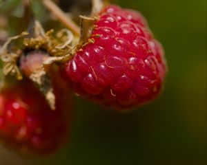 Preview wallpaper raspberry, berry, macro, red, blur