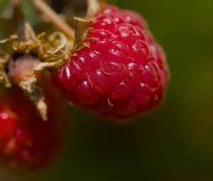 Preview wallpaper raspberry, berry, macro, red, blur