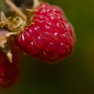 Preview wallpaper raspberry, berry, macro, red, blur