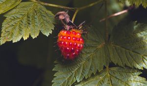 Preview wallpaper raspberry, berry, macro, red