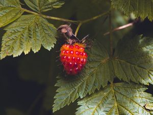 Preview wallpaper raspberry, berry, macro, red