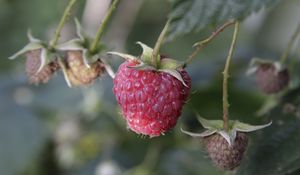 Preview wallpaper raspberry, berry, plant, macro