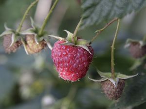 Preview wallpaper raspberry, berry, plant, macro