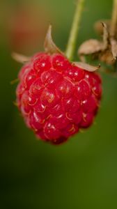 Preview wallpaper raspberry, berry, red, macro, blur