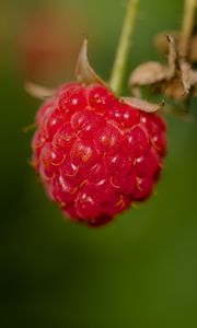 Preview wallpaper raspberry, berry, red, macro, blur