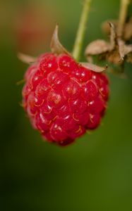 Preview wallpaper raspberry, berry, red, macro, blur