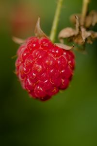 Preview wallpaper raspberry, berry, red, macro, blur