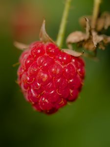 Preview wallpaper raspberry, berry, red, macro, blur