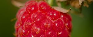 Preview wallpaper raspberry, berry, red, macro, blur