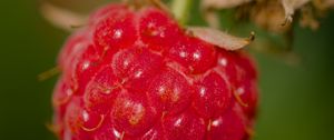 Preview wallpaper raspberry, berry, red, macro, blur