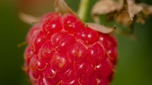 Preview wallpaper raspberry, berry, red, macro, blur