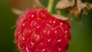 Preview wallpaper raspberry, berry, red, macro, blur