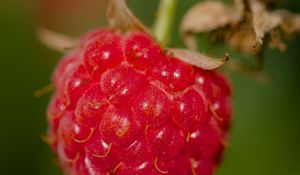 Preview wallpaper raspberry, berry, red, macro, blur