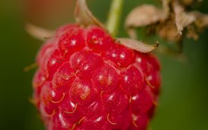 Preview wallpaper raspberry, berry, red, macro, blur