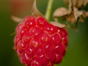 Preview wallpaper raspberry, berry, red, macro, blur