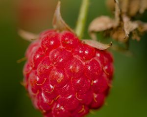 Preview wallpaper raspberry, berry, red, macro, blur