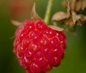 Preview wallpaper raspberry, berry, red, macro, blur