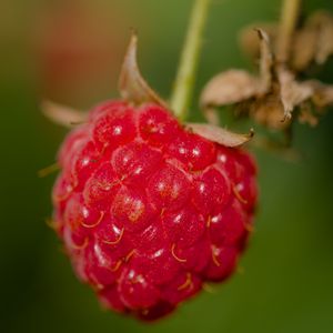 Preview wallpaper raspberry, berry, red, macro, blur