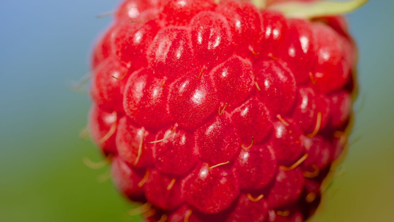 Wallpaper raspberry, berry, red, food, macro