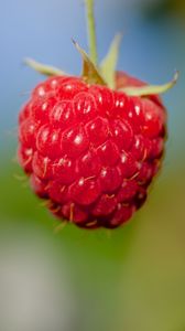 Preview wallpaper raspberry, berry, red, food, macro