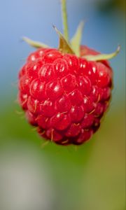 Preview wallpaper raspberry, berry, red, food, macro