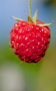 Preview wallpaper raspberry, berry, red, food, macro