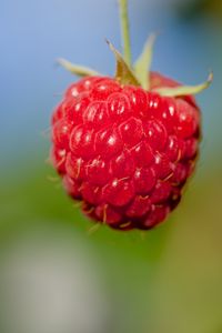 Preview wallpaper raspberry, berry, red, food, macro