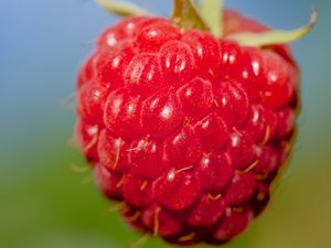 Preview wallpaper raspberry, berry, red, food, macro