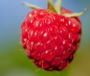 Preview wallpaper raspberry, berry, red, food, macro