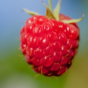 Preview wallpaper raspberry, berry, red, food, macro