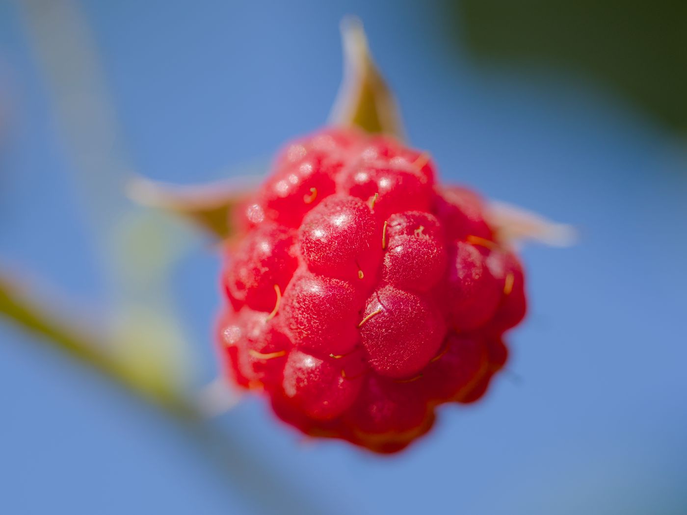 1400x1050 Wallpaper raspberry, berry, red, blue, macro