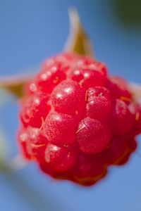 Preview wallpaper raspberry, berry, red, blue, macro