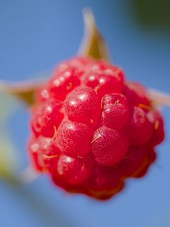 240x320 Wallpaper raspberry, berry, red, blue, macro