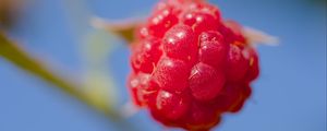 Preview wallpaper raspberry, berry, red, blue, macro