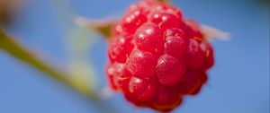 Preview wallpaper raspberry, berry, red, blue, macro