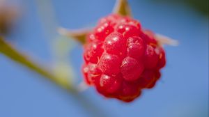 Preview wallpaper raspberry, berry, red, blue, macro