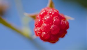 Preview wallpaper raspberry, berry, red, blue, macro