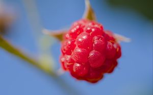 Preview wallpaper raspberry, berry, red, blue, macro