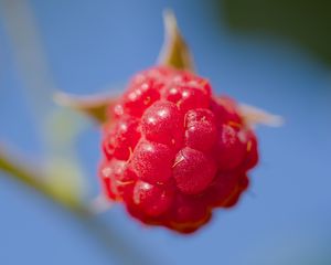 Preview wallpaper raspberry, berry, red, blue, macro